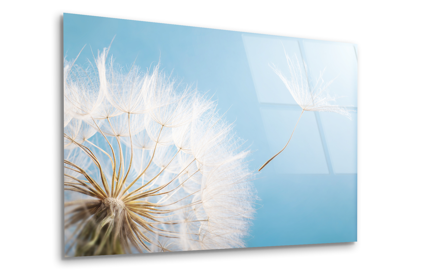 Flying Dandelion Seed on Blue Background | Premium HD Metal Wall Art