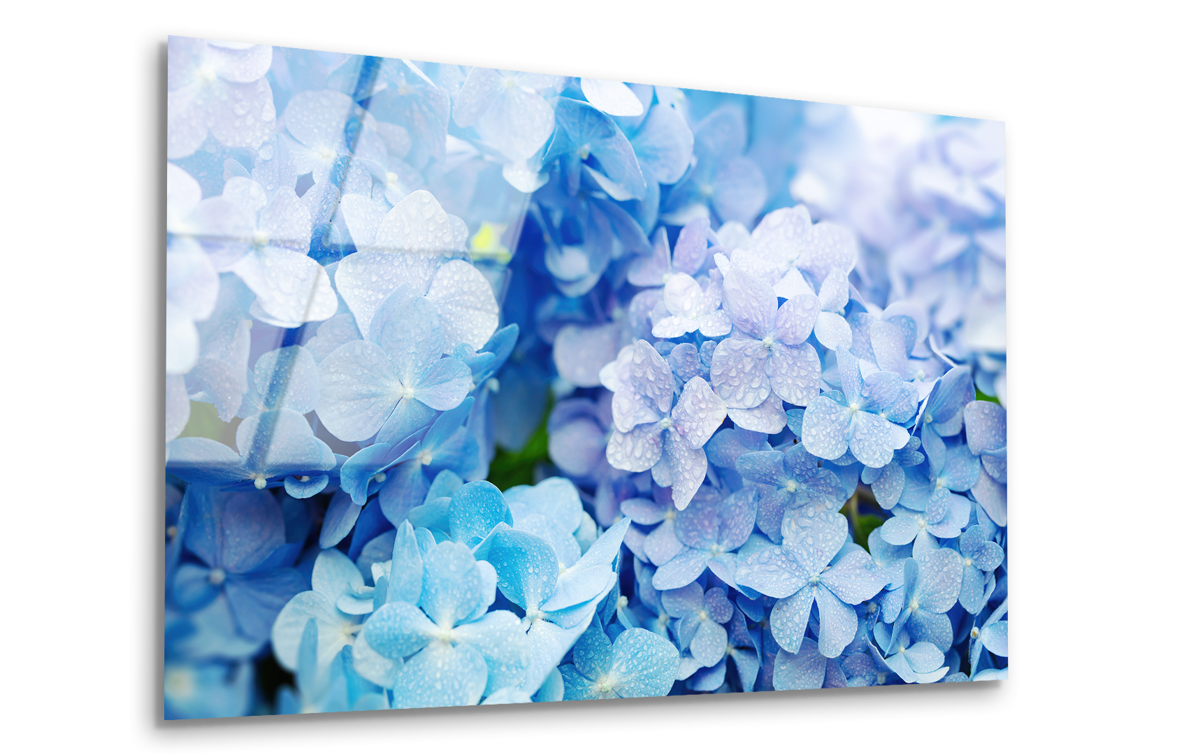 Blue Hydrangea Flower with Dew | Premium HD Metal Wall Art