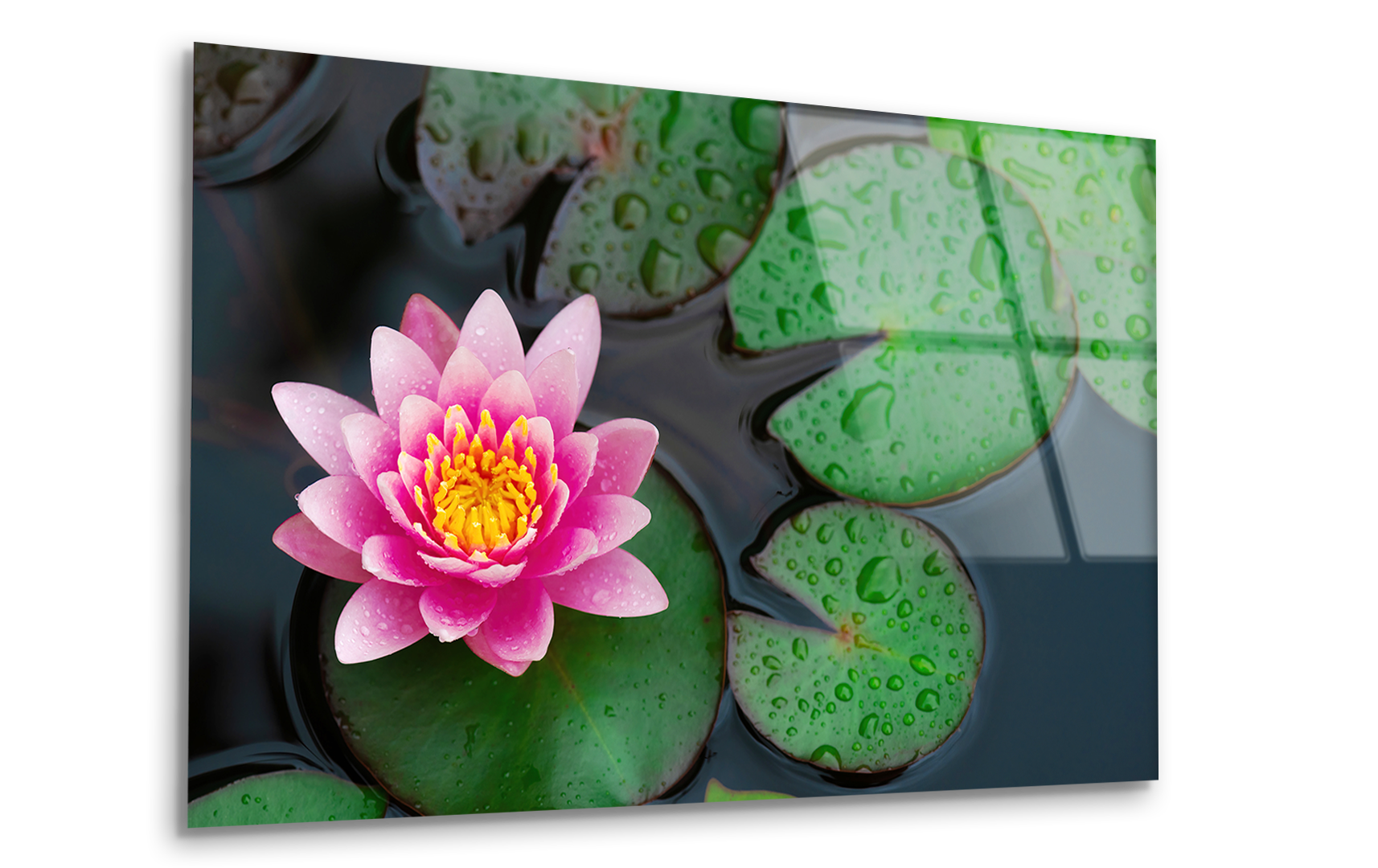 Pink Waterlily with Raindrops | Premium HD Metal Wall Art