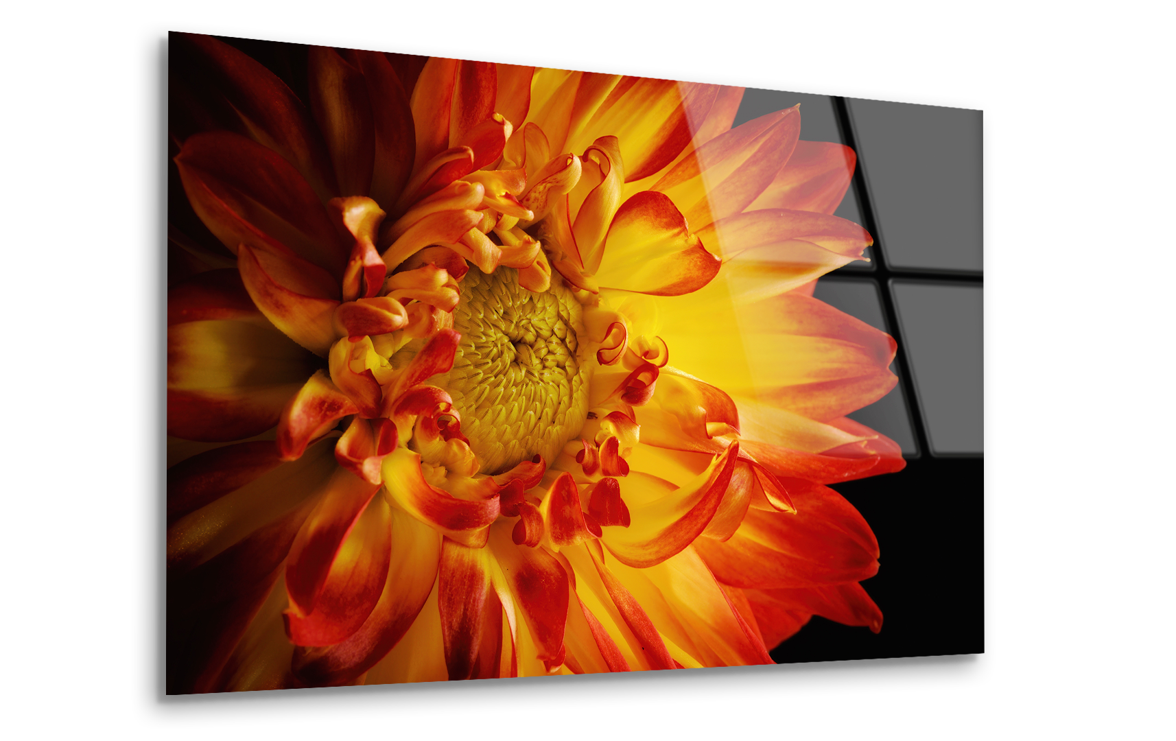 The Center of a Gerbera Daisy | Premium HD Metal Wall Art