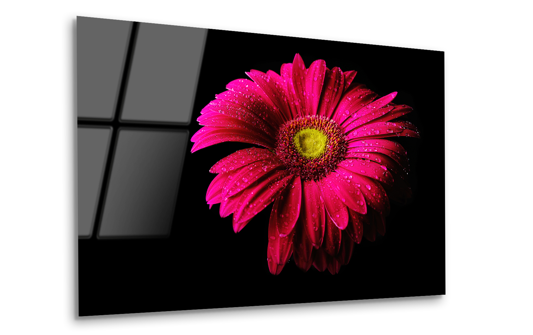 Gerbera Flower with Water Drops on Black Background | Premium HD Metal Wall Art