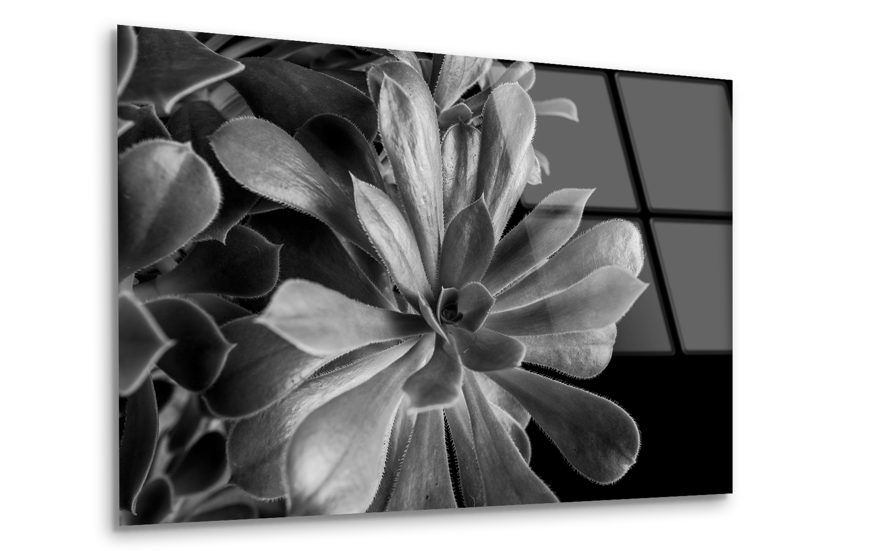 Close-Up of Succulent Plant | Premium HD Metal Wall Art