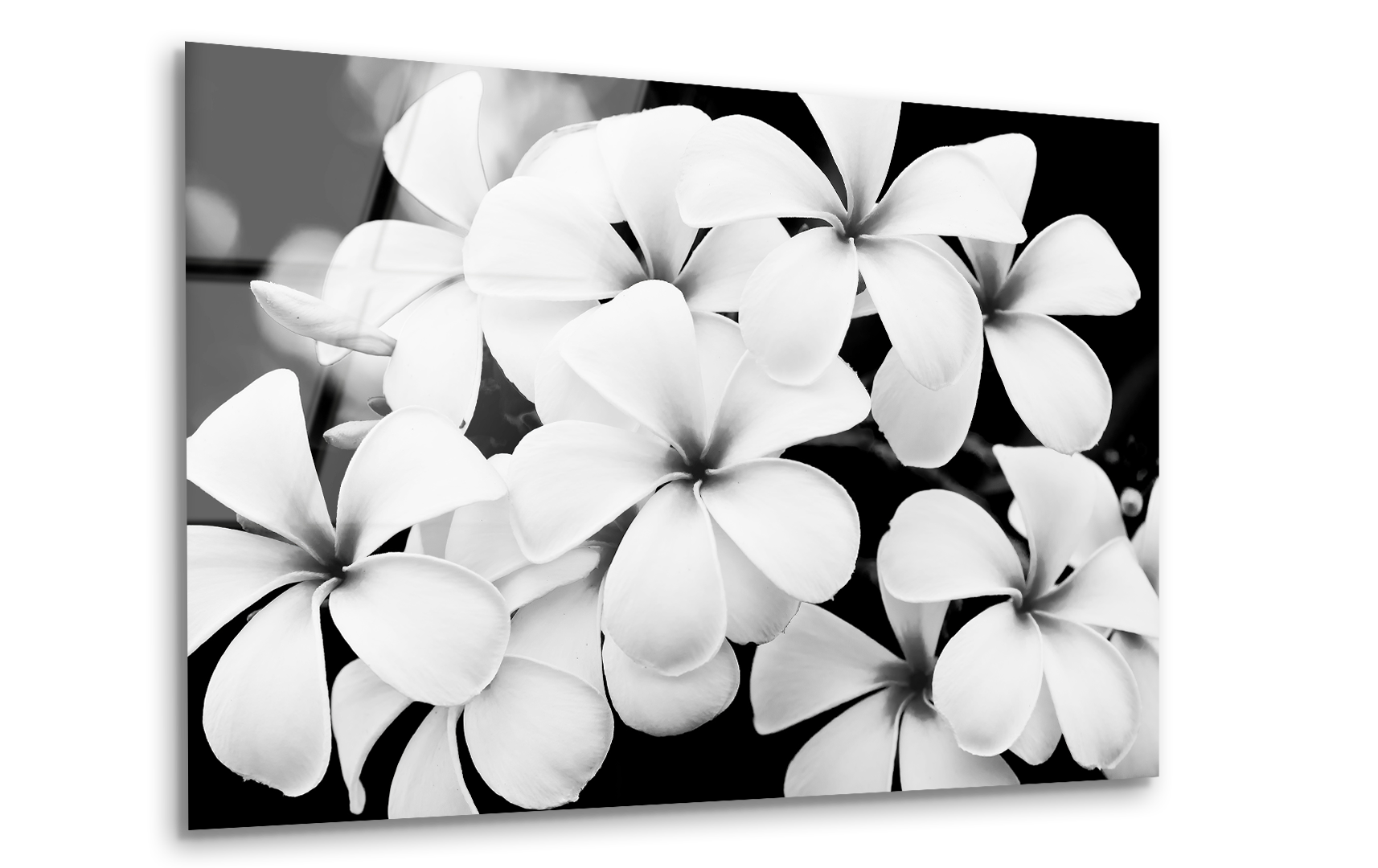 Black and White Plumeria Flowers | Premium HD Metal Wall Art