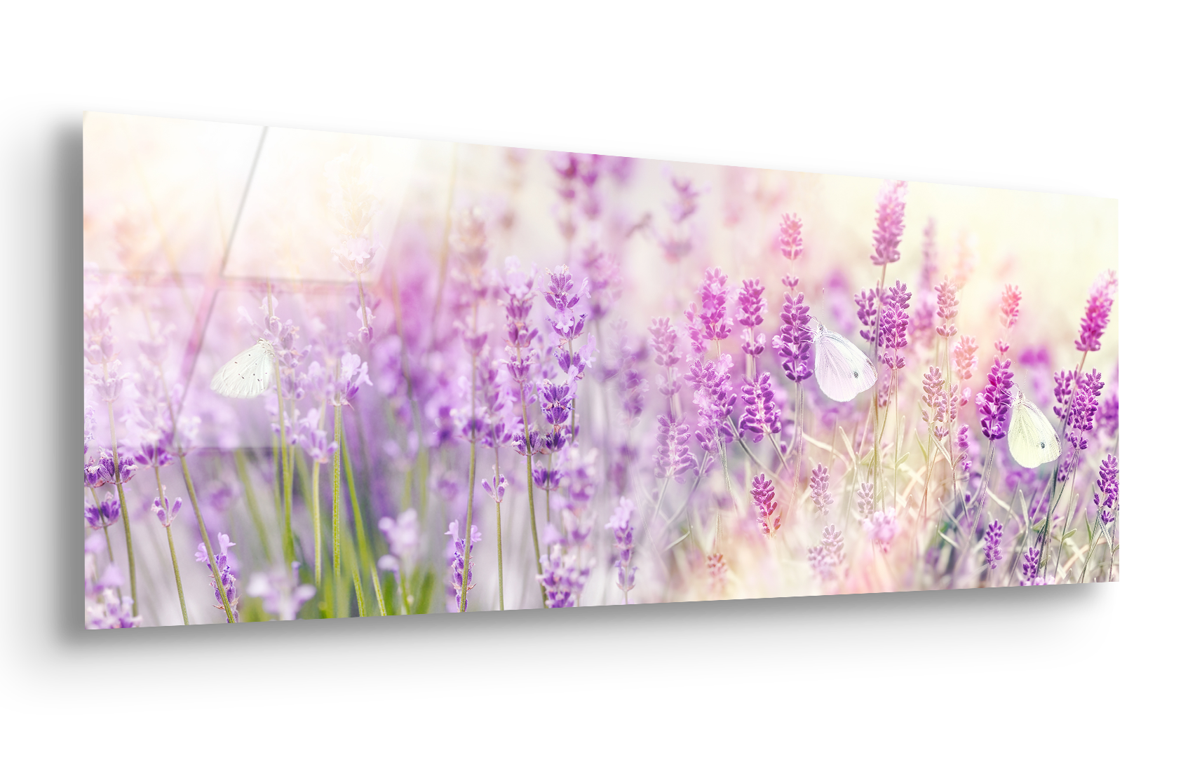 White Butterfly on Lavender | Premium HD Metal Wall Art
