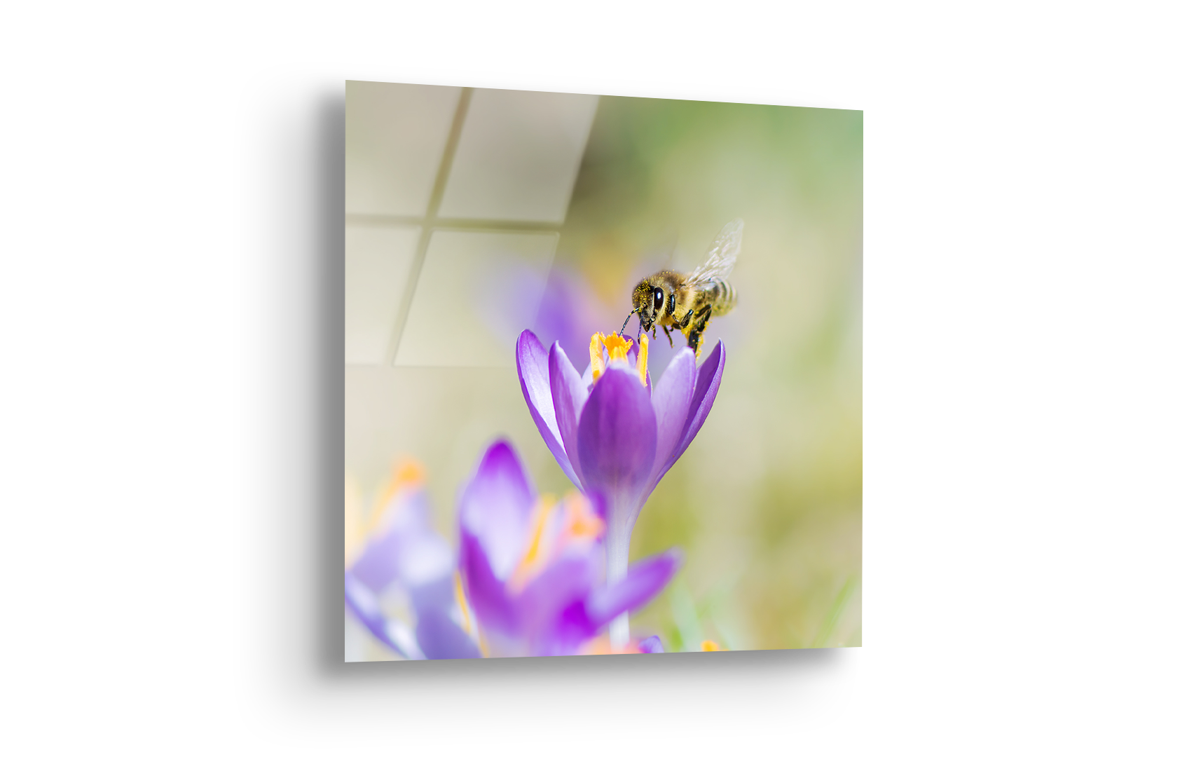 Honeybee on Purple Crocus | Premium HD Metal Wall Art