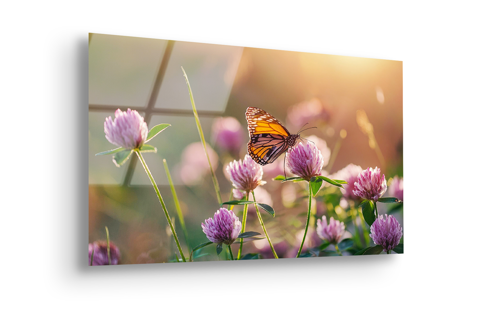 Clover Wildflowers and Butterfly in Sunlight | Premium HD Metal Wall Art