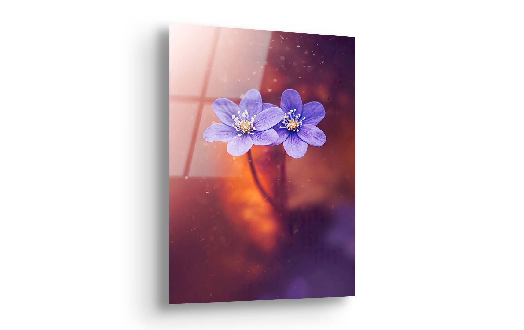 Purple Anemone Flowers with Magical Light | Premium HD Metal Wall Art