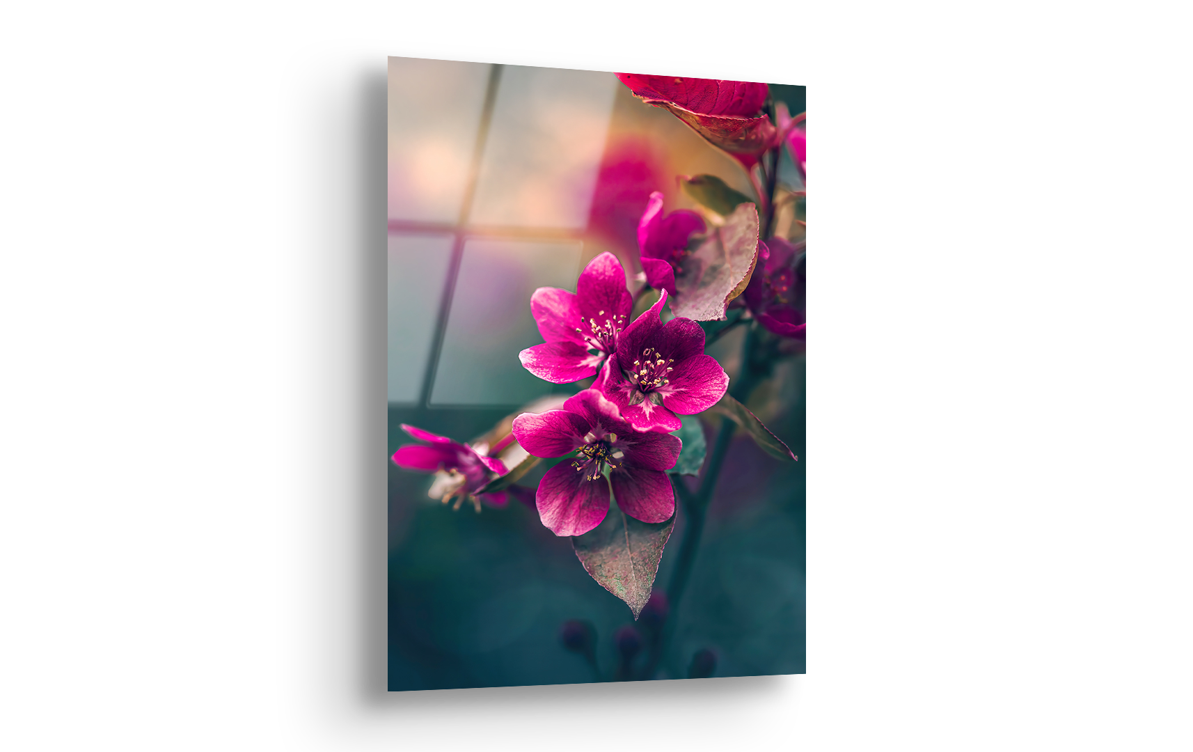 Pink Apple Blossoms in Warm Light | Premium HD Metal Wall Art