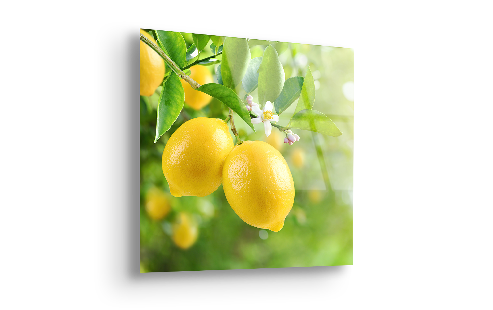 Lemon with Flower on Tree | Premium HD Metal Wall Art