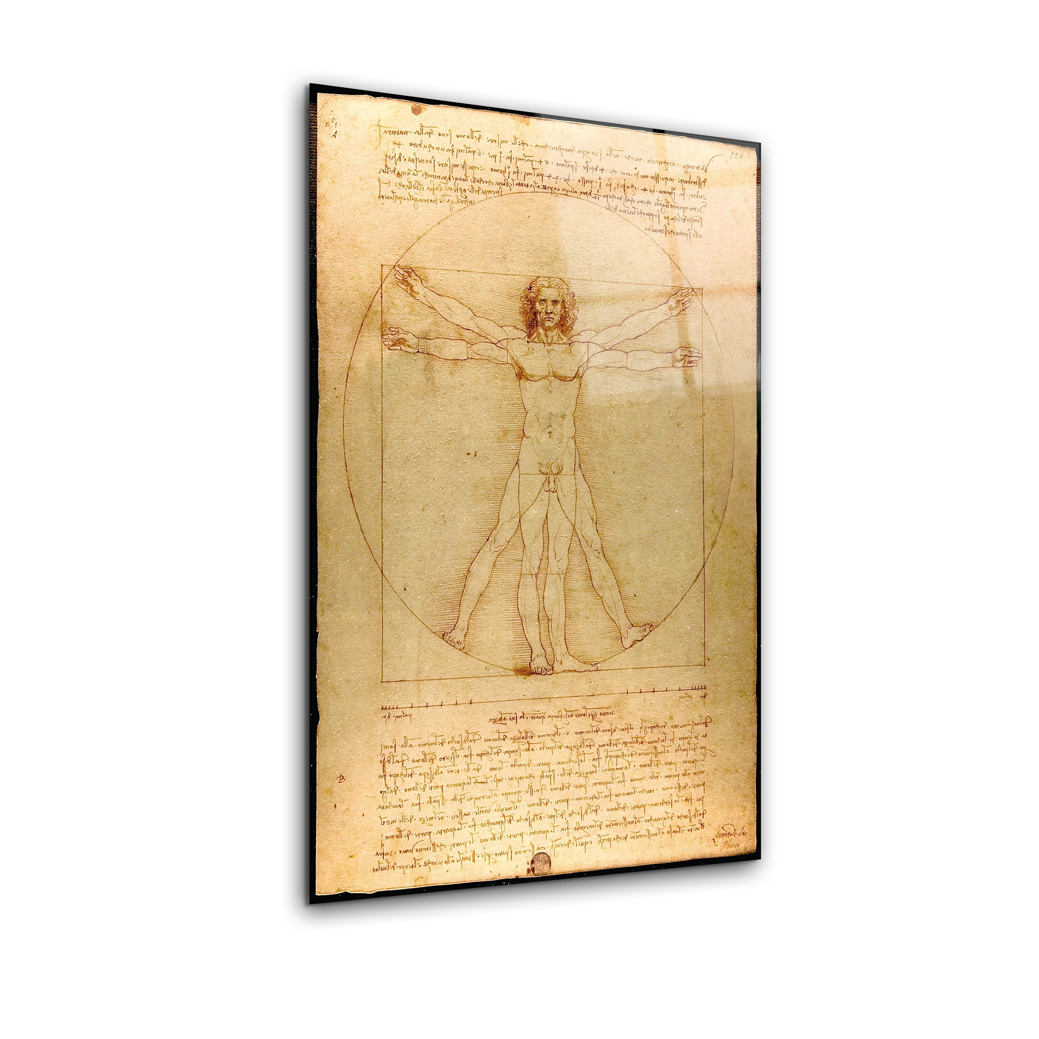 Vitruvian Man by Leonardo da Vinci (1492) | Premium HD Metal Wall Art