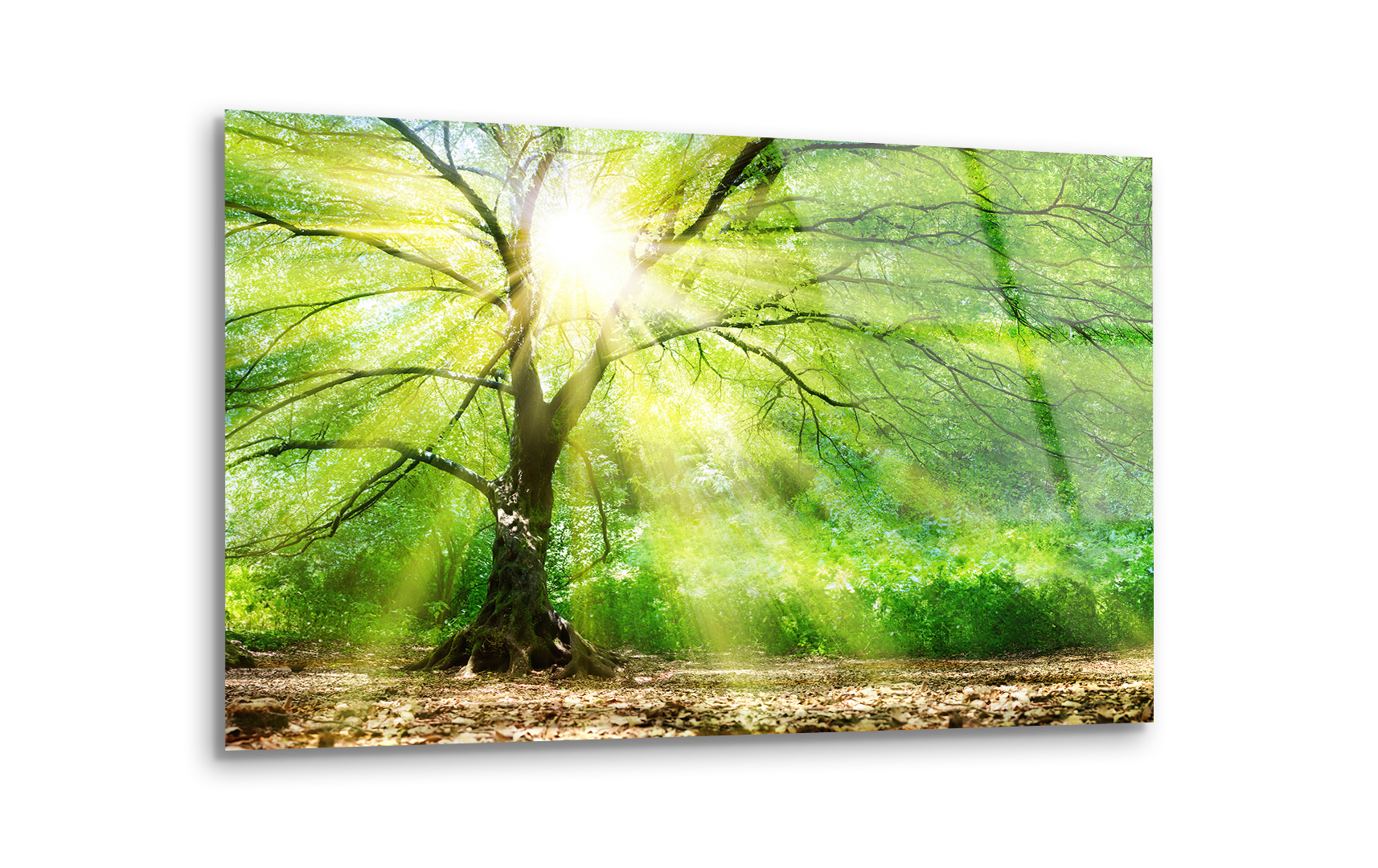 Sunlit Forest Majesty | Premium HD Metal Wall Art - DezignArt