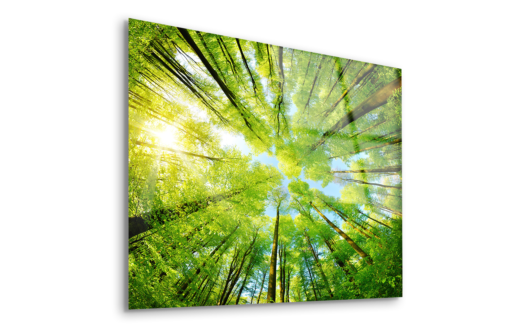 Spherical Panorama of a Forest with Treetop View | Premium HD Metal Wall Art