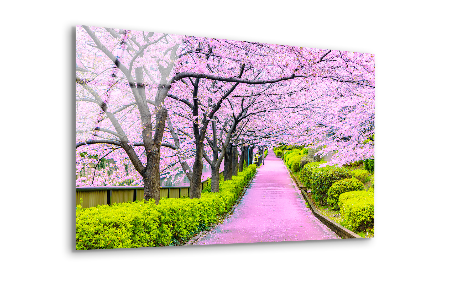 Serene Cherry Blossom Walkway in Tokyo | Premium HD Metal Wall Art