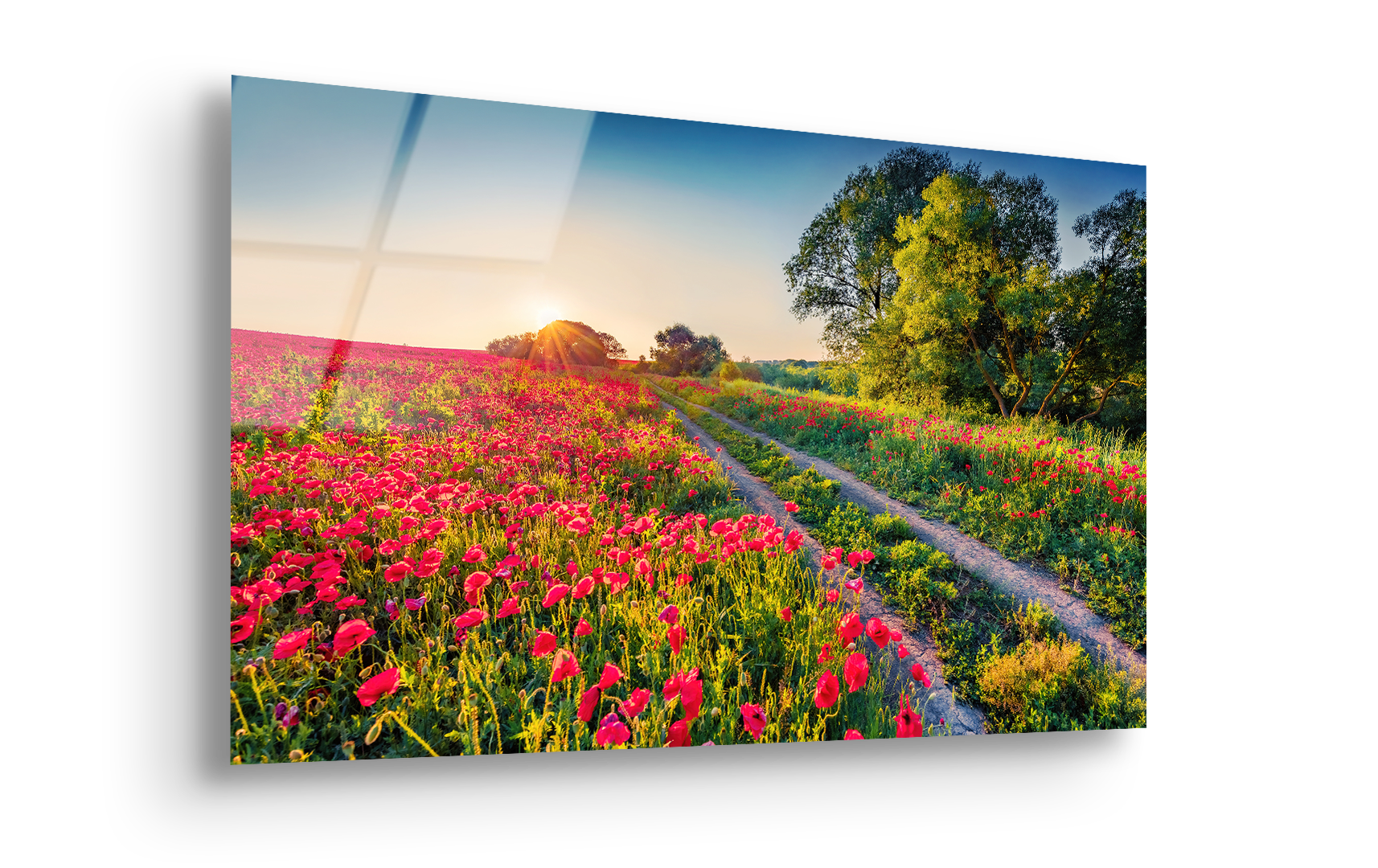 Blooming Poppy Field | Premium HD Metal Wall Art