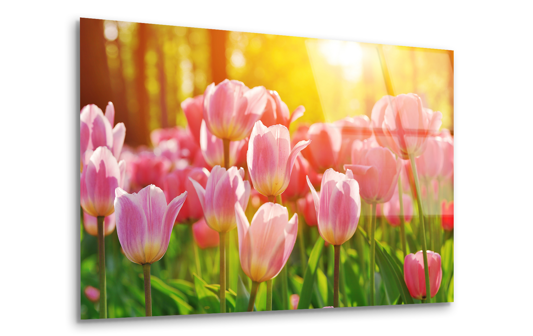Vibrant Tulip Bloom | Premium HD Metal Wall Art - DezignArt