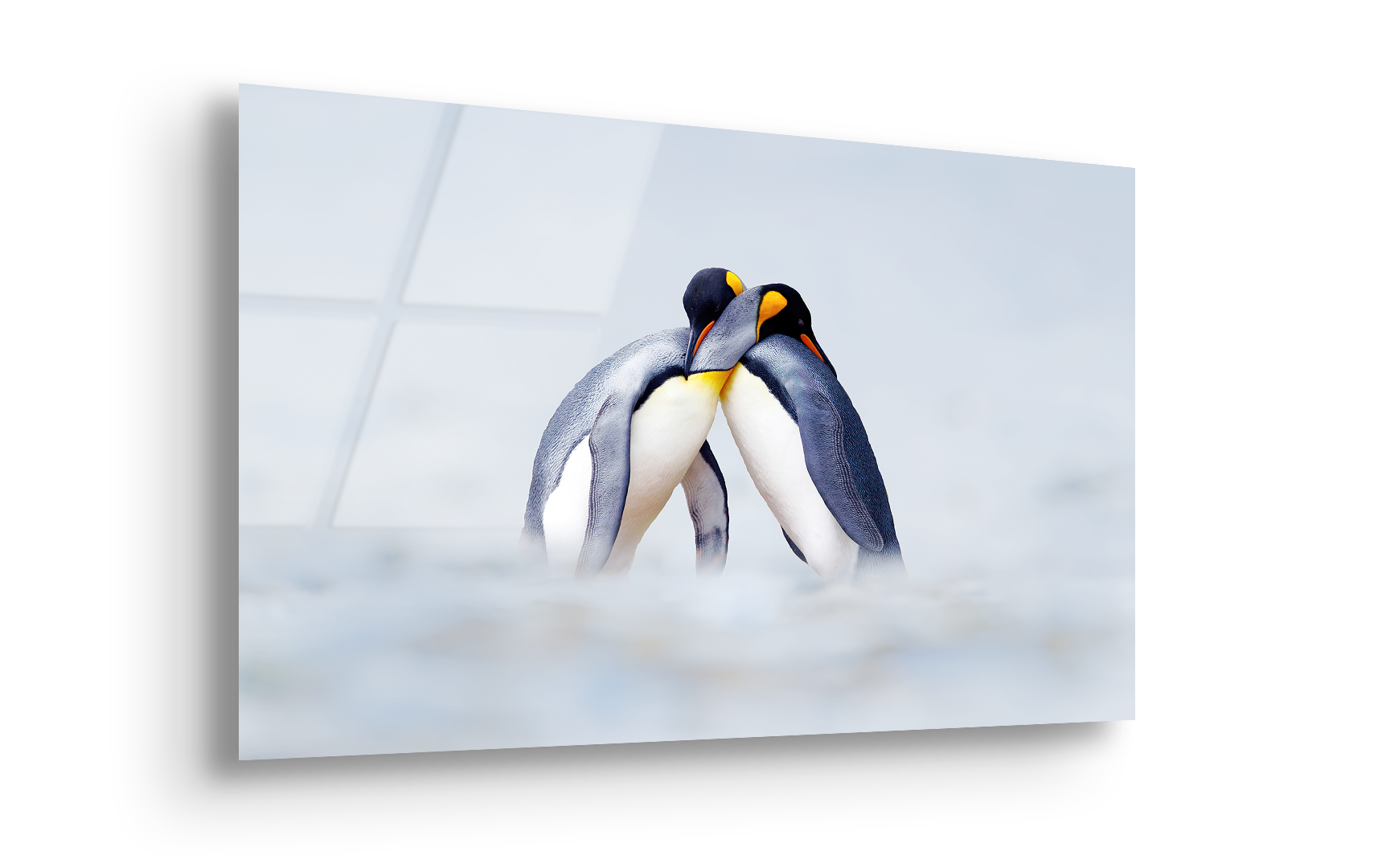 King Penguin Pair in Snow | Premium HD Metal Wall Art