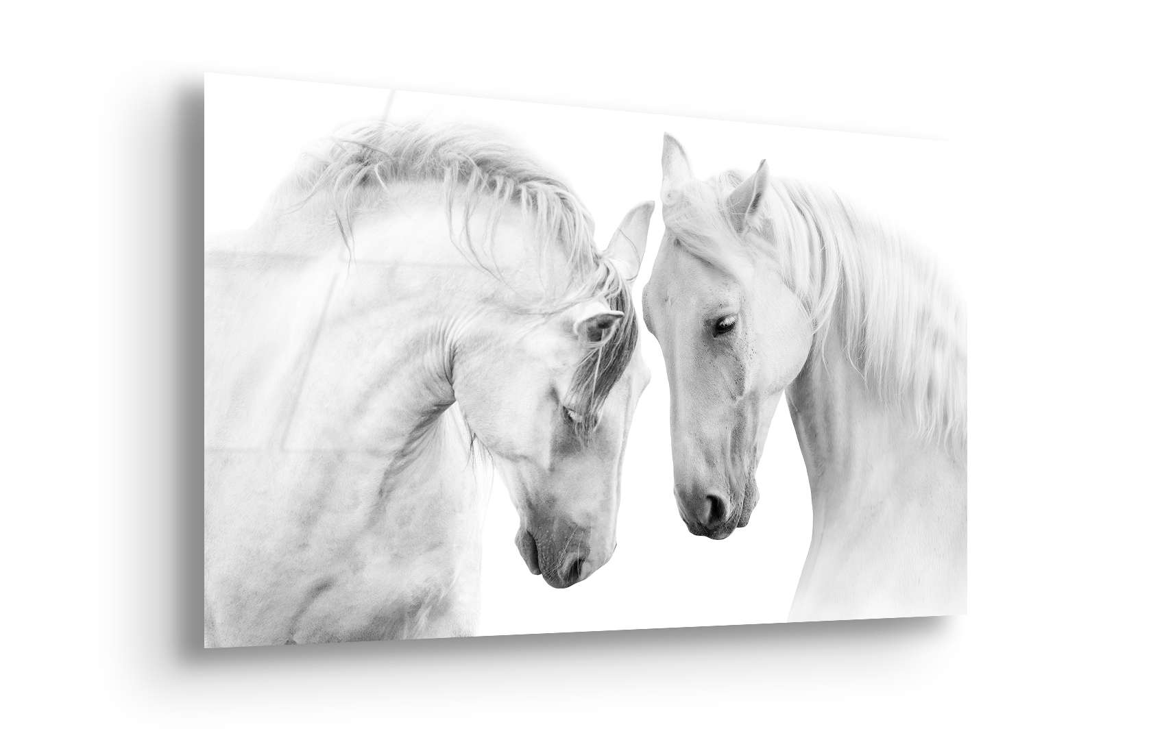 White Horses in Harmony | Premium HD Metal Wall Art