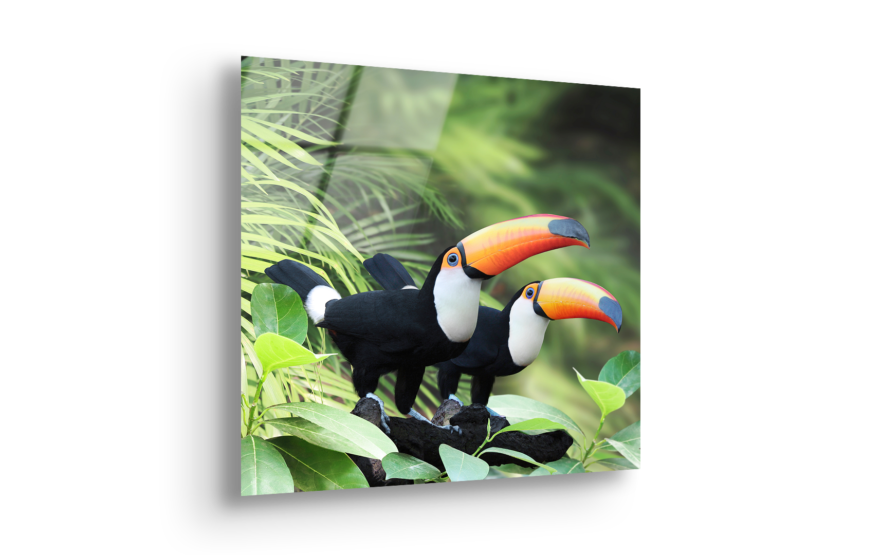 Colorful Toucan Duo | Premium HD Metal Wall Art