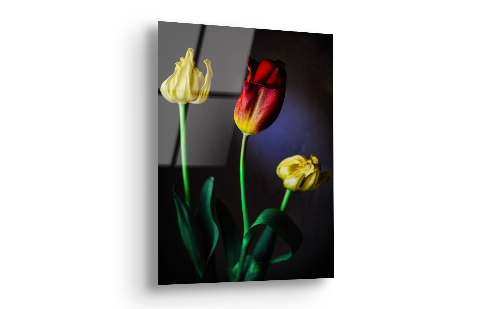 Spring Tulips in Bloom | Premium HD Metal Wall Art