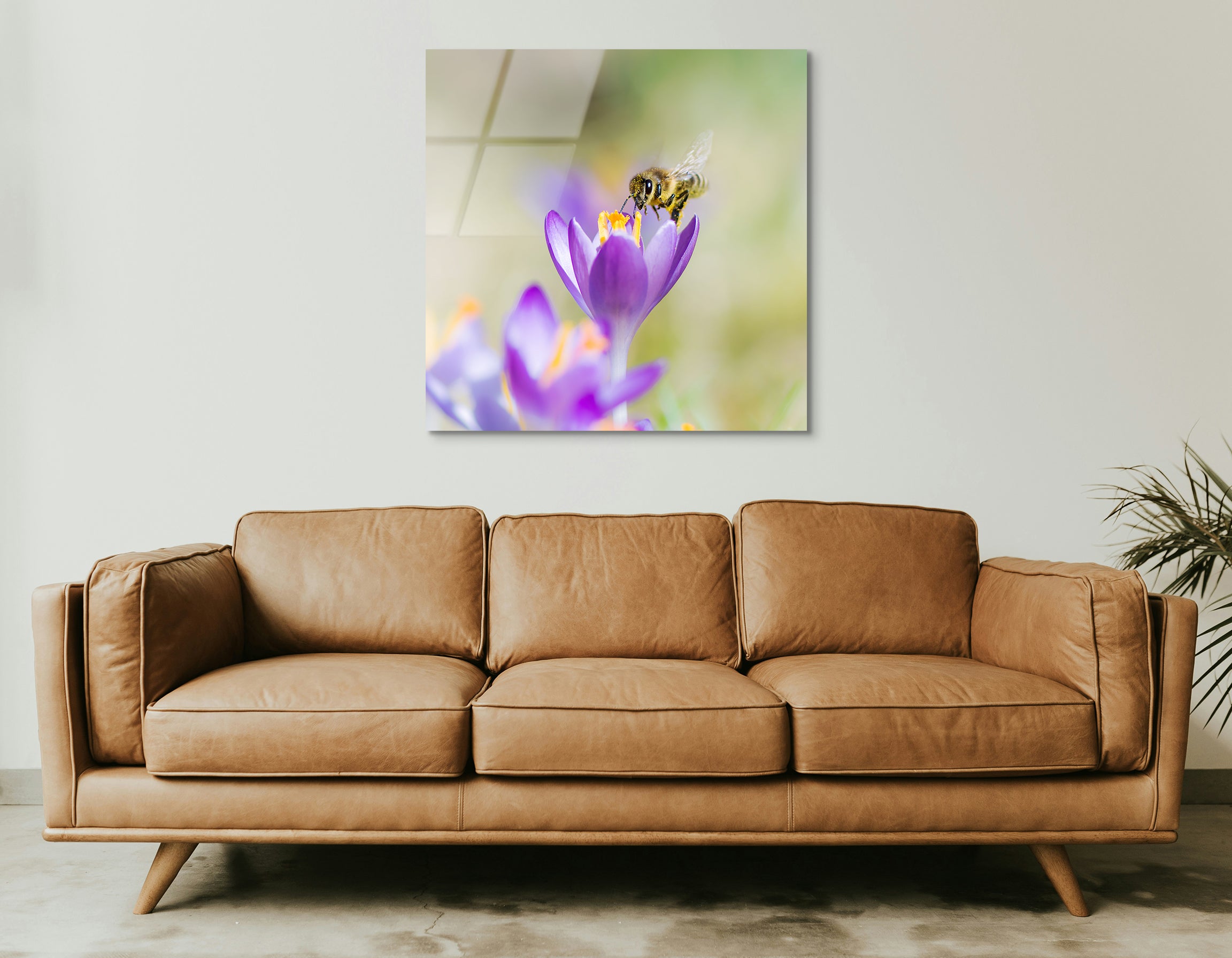 Honeybee on Purple Crocus | Premium HD Metal Wall Art