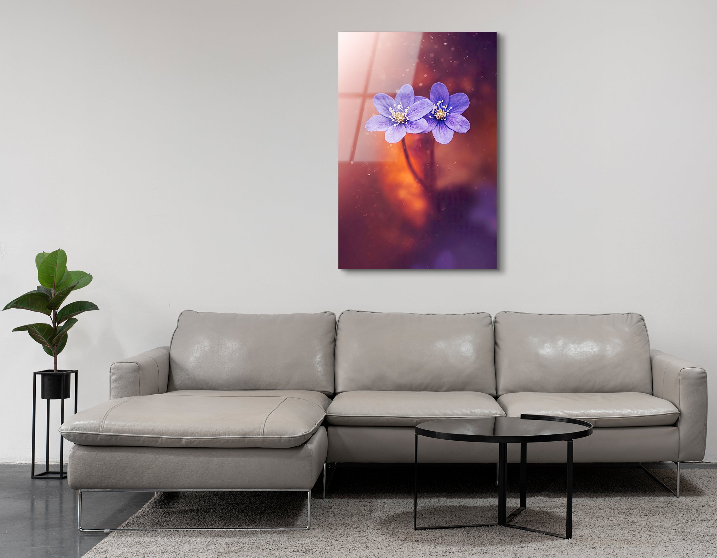 Purple Anemone Flowers with Magical Light | Premium HD Metal Wall Art