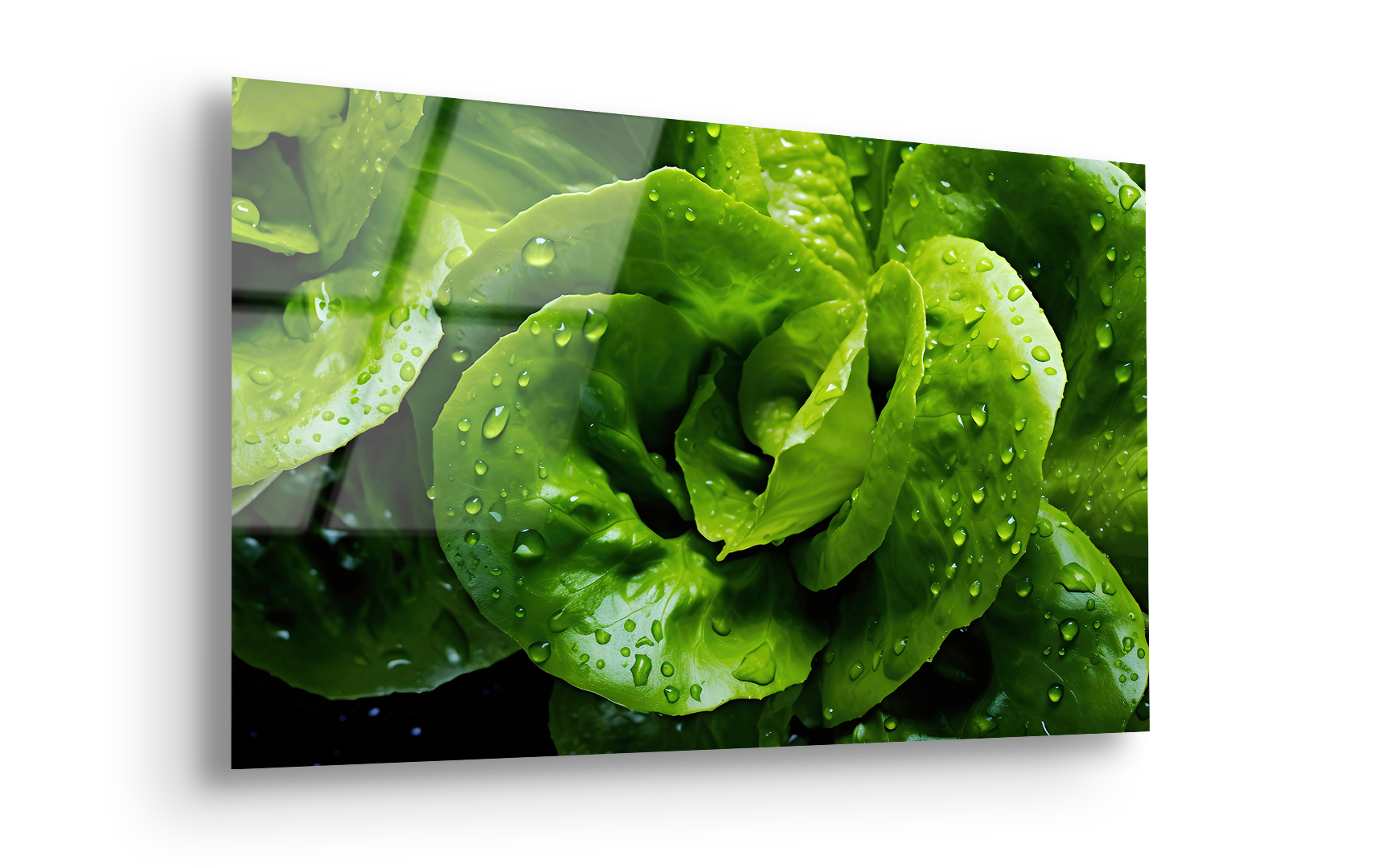 Fresh Lettuce Close-Up | Premium HD Metal Wall Art