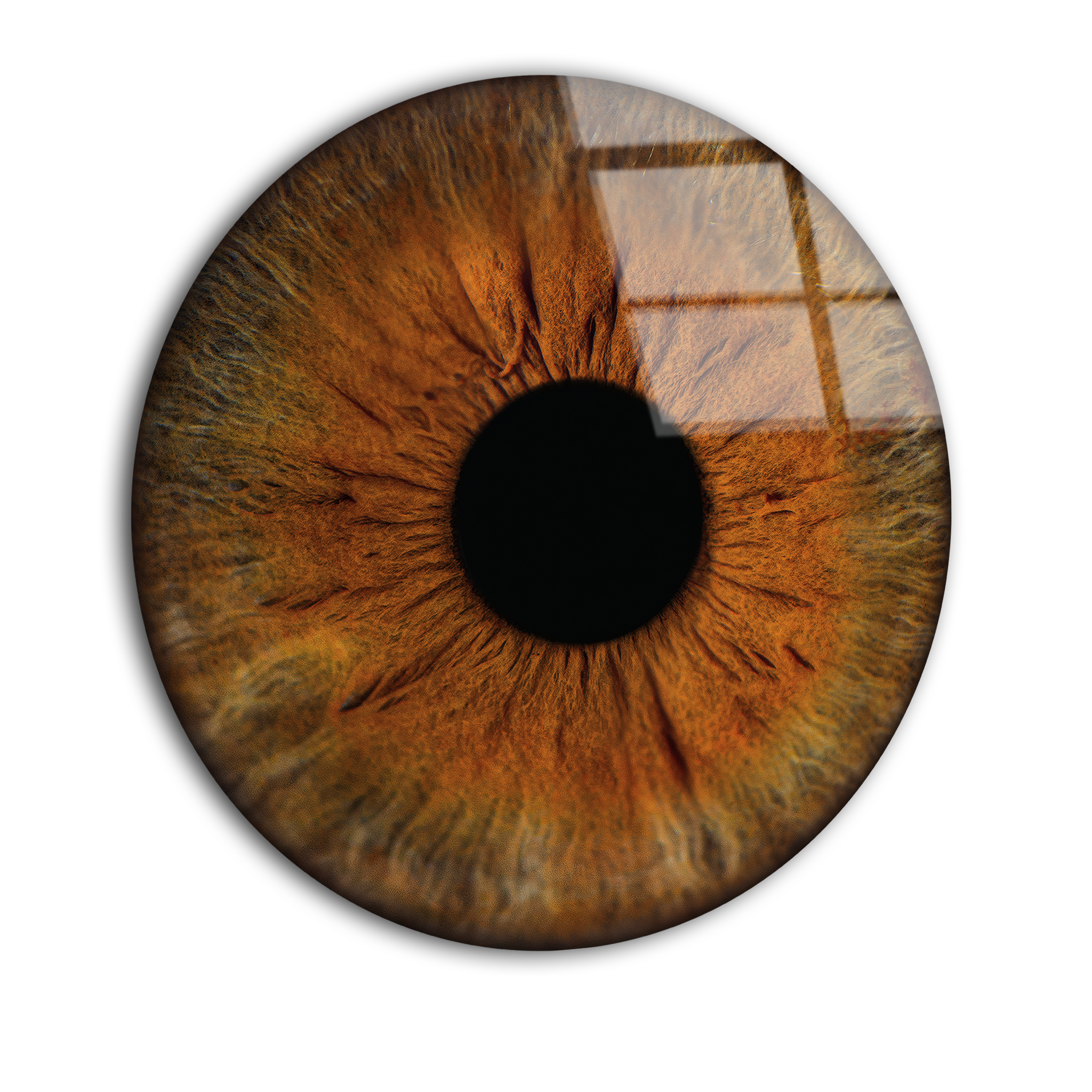 Brown Round Eye Close-Up | Premium HD Metal Wall Art